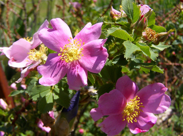 Wild Roses