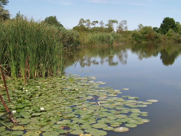 The Pond