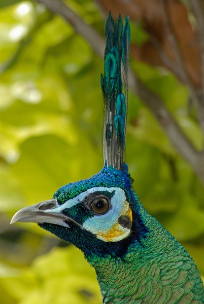 Peacock head shot.