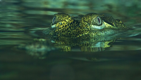 A Croc approaches.