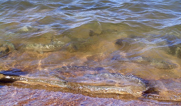 Speckled-Trout3