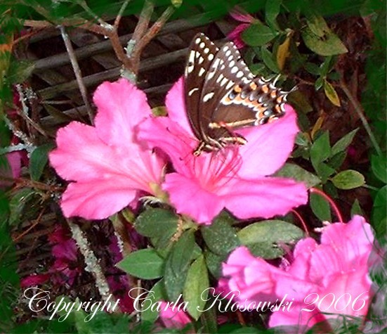 Butterfly on the azaleas