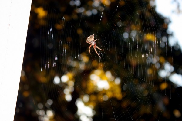 The glisten of the web