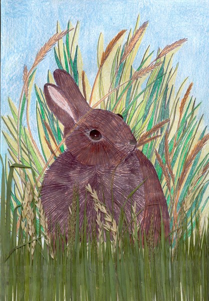 rabbit in the grass