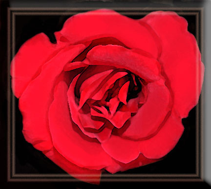 AMERICAN BEAUTY