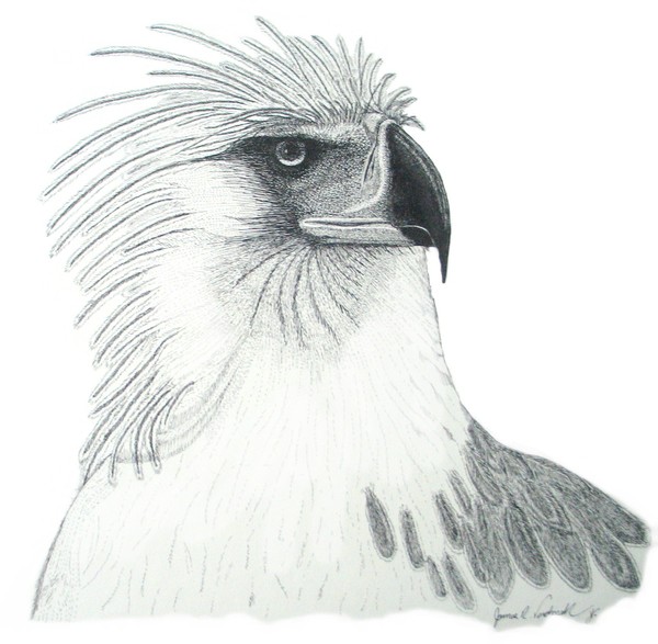 Fish Eagle