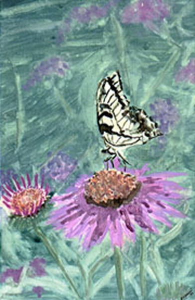 Cornflower