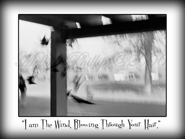:: In The Wind ::