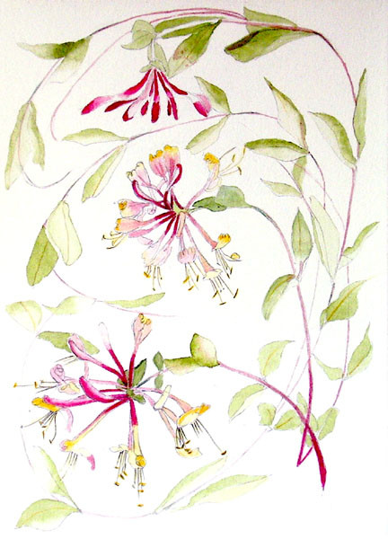 Honeysuckle