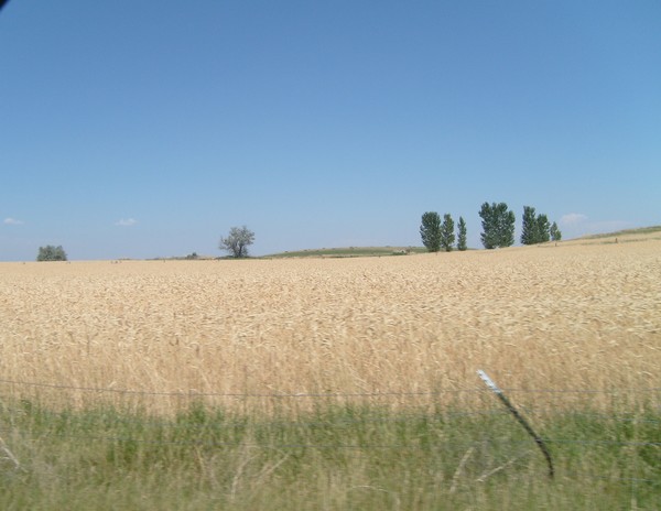 harvest time