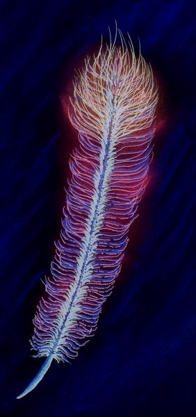 Feather #1 inverse