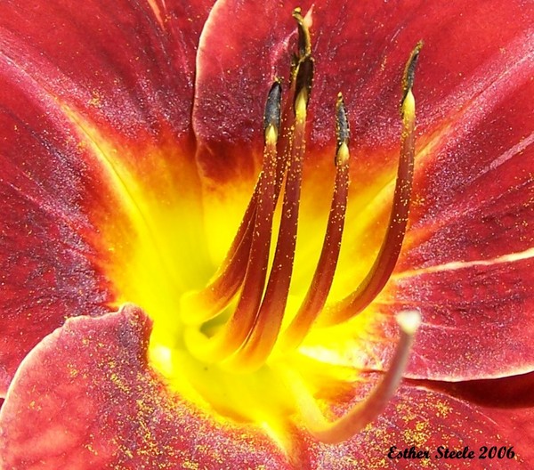 Pollen