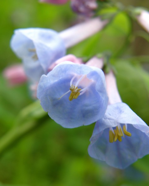 Blue Bells