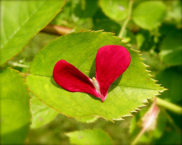 The LOVE of Nature 