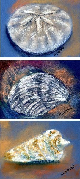 Trio of Shells