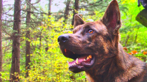 Forest Dog