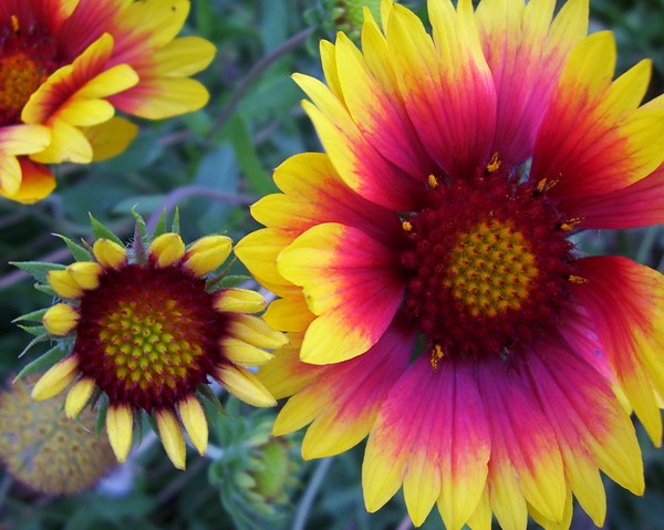 Sunburst 1