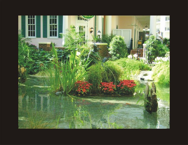 Morning At The Duck Pond
