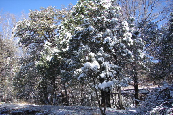 Another Snowy Day In Wonderland