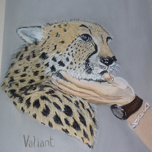 Cheetah