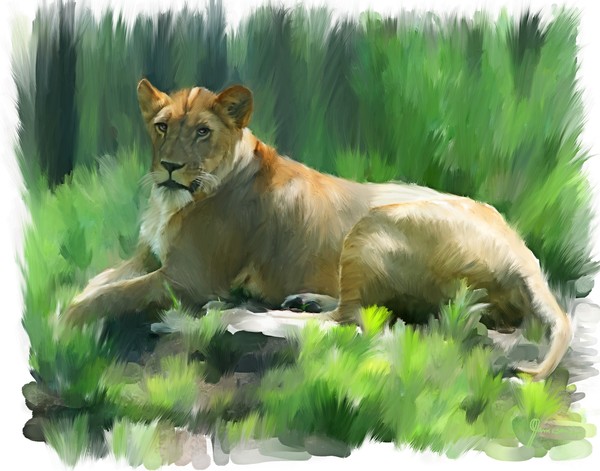 Lioness