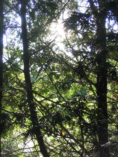 In the Trees