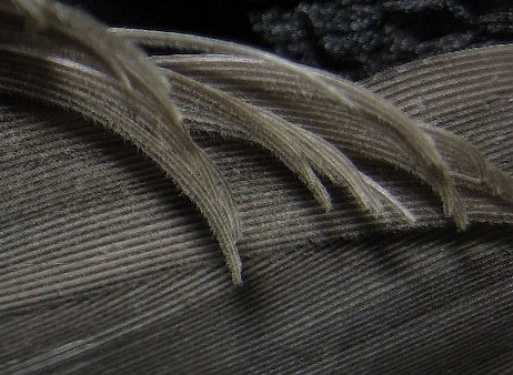 Feather