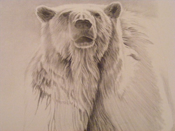 Polar bear study