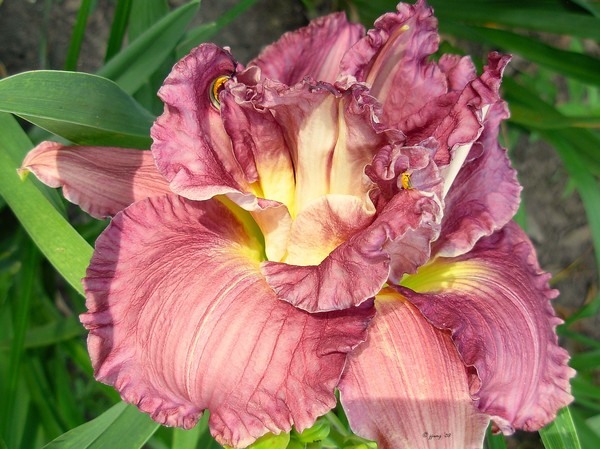 Lady Lily Deluxe