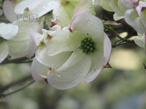 Dogwood_