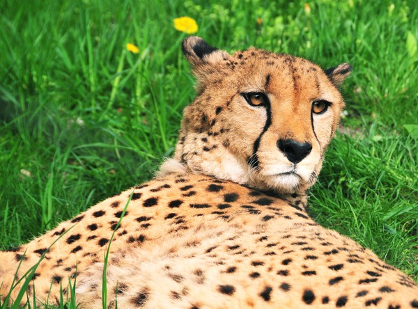 Relaxed Cheetah