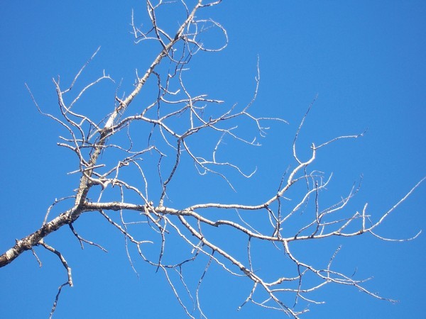 Branching Out