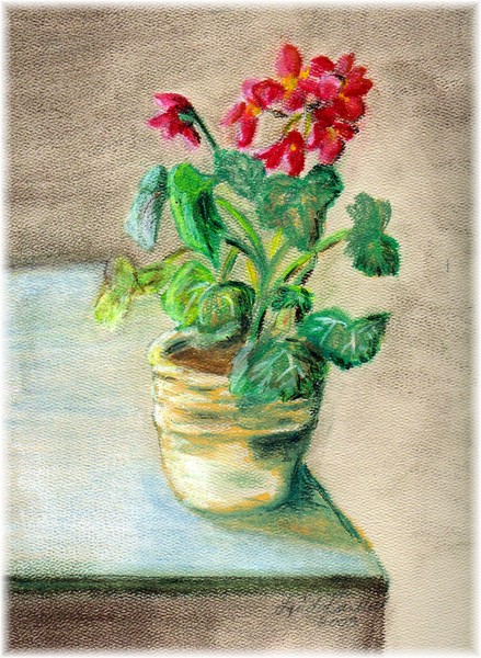 Geraniums
