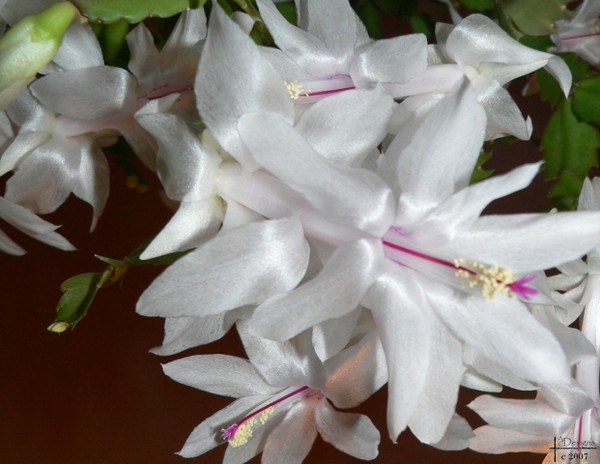 Christmas Cactus