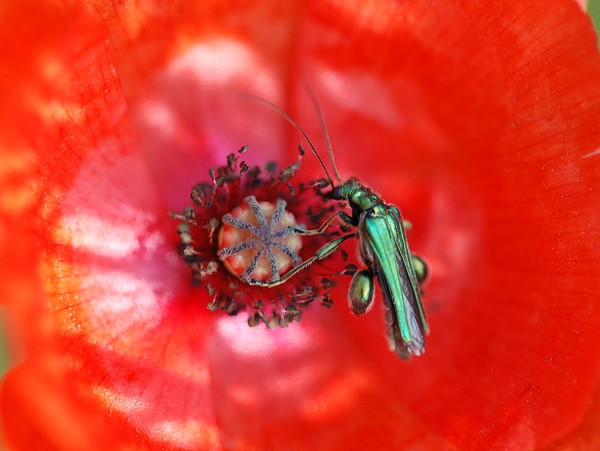 Red and Green
