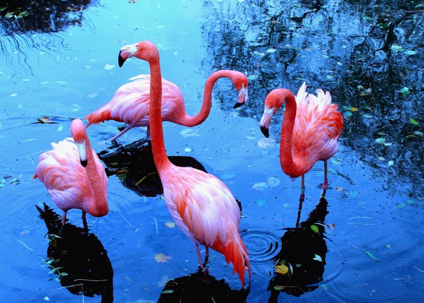 FLAMINGOS DANCING