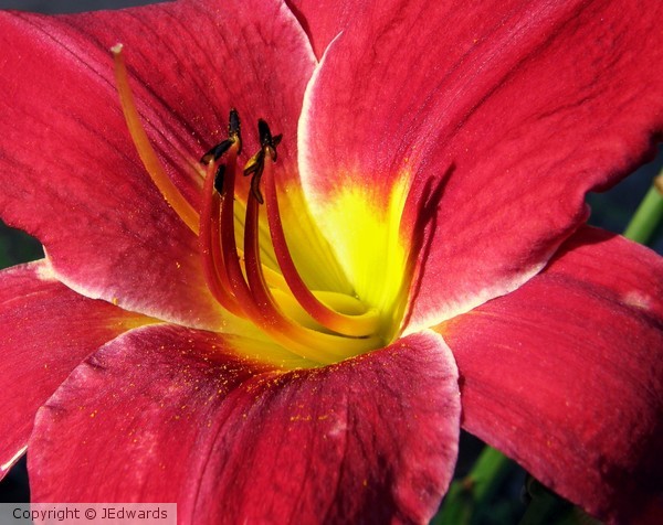 Day Lily