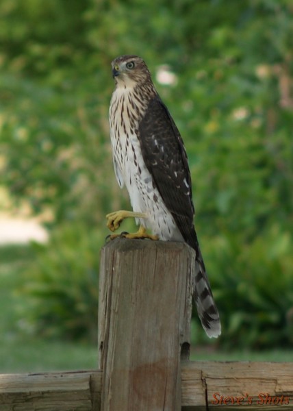 Raptor