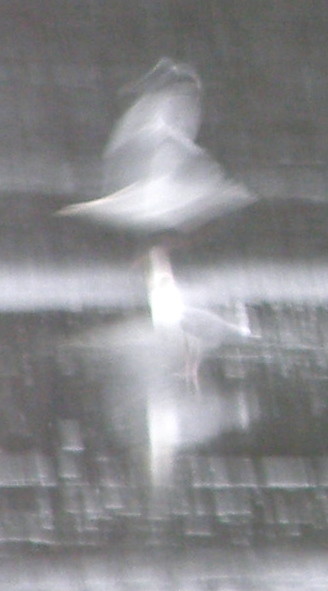 Dancing Seagulls