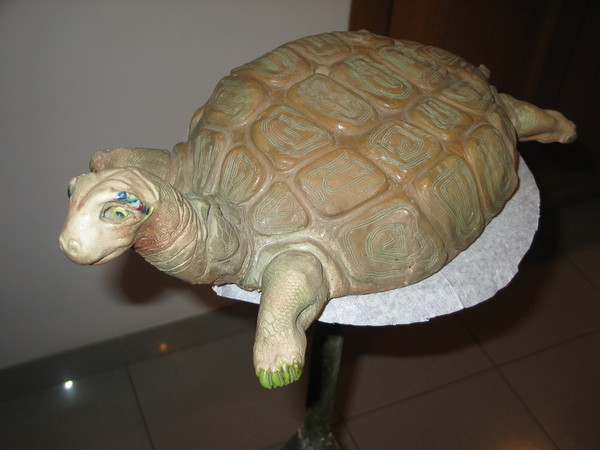  sunshine tortoise