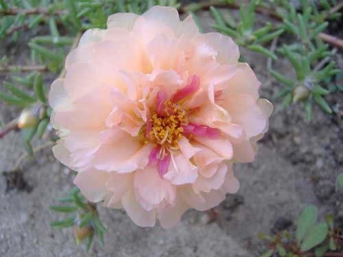 Peach Rose Moss