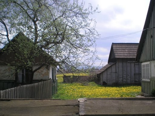 Yellow fields