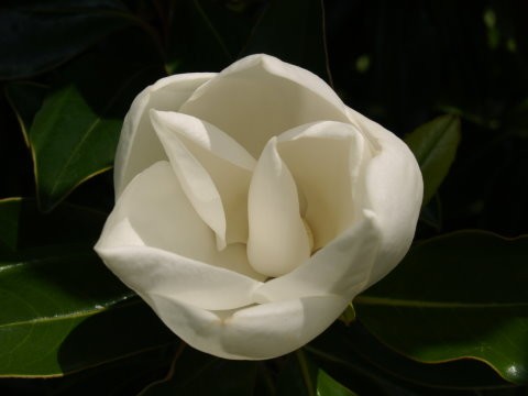 Simple Elegance