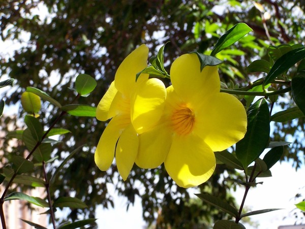 Flor