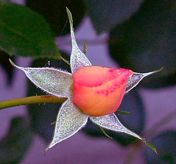 Rosebud Star
