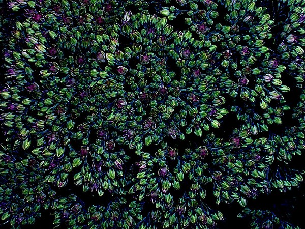 Dragon Flower Macro