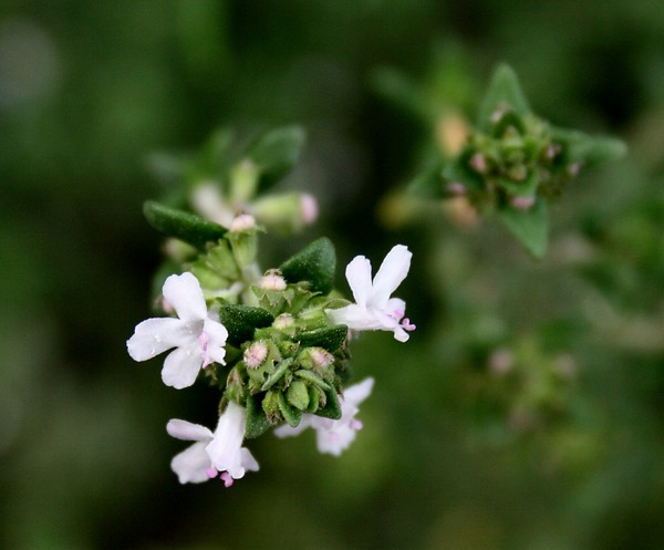 Just in Thyme
