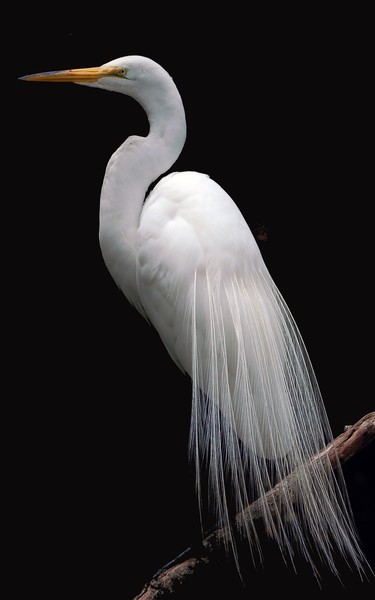 Great Egret