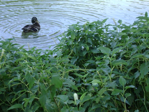Mallard at the park