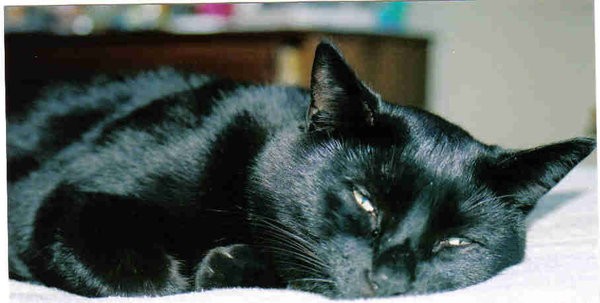 Napping Kitten